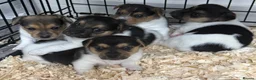 Jack Russell dogs for stud: Proven Jack Russell Stud - Advert 17