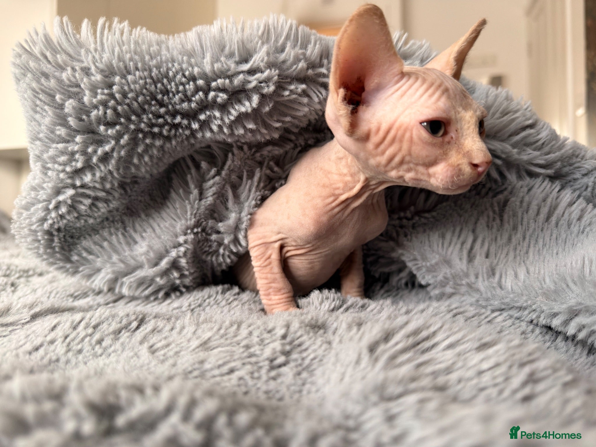 Sphynx cats 😍TWO SPHYNX VOYS😍 - Advert 5