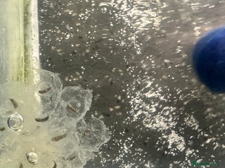 Axolotl reptiles Axolotl eggs - Advert 1