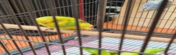 Budgerigars birds for sale: Baby Budgies for Sale. - Advert 4
