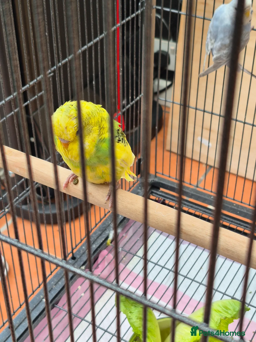 Budgerigars birds for sale: Baby Budgies for Sale. - Advert 4