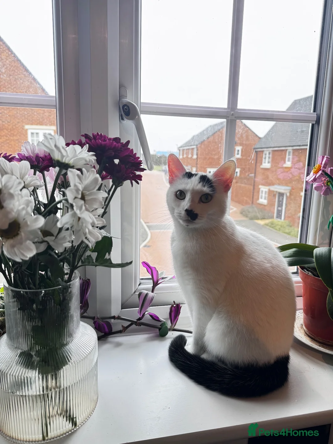 Mixed Breed cats for sale: Young male  for sale  in Swindon - Advert 2
