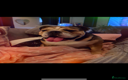 English Bulldog dogs for sale: English Bulldog KC registered Female for rehome - Image 3