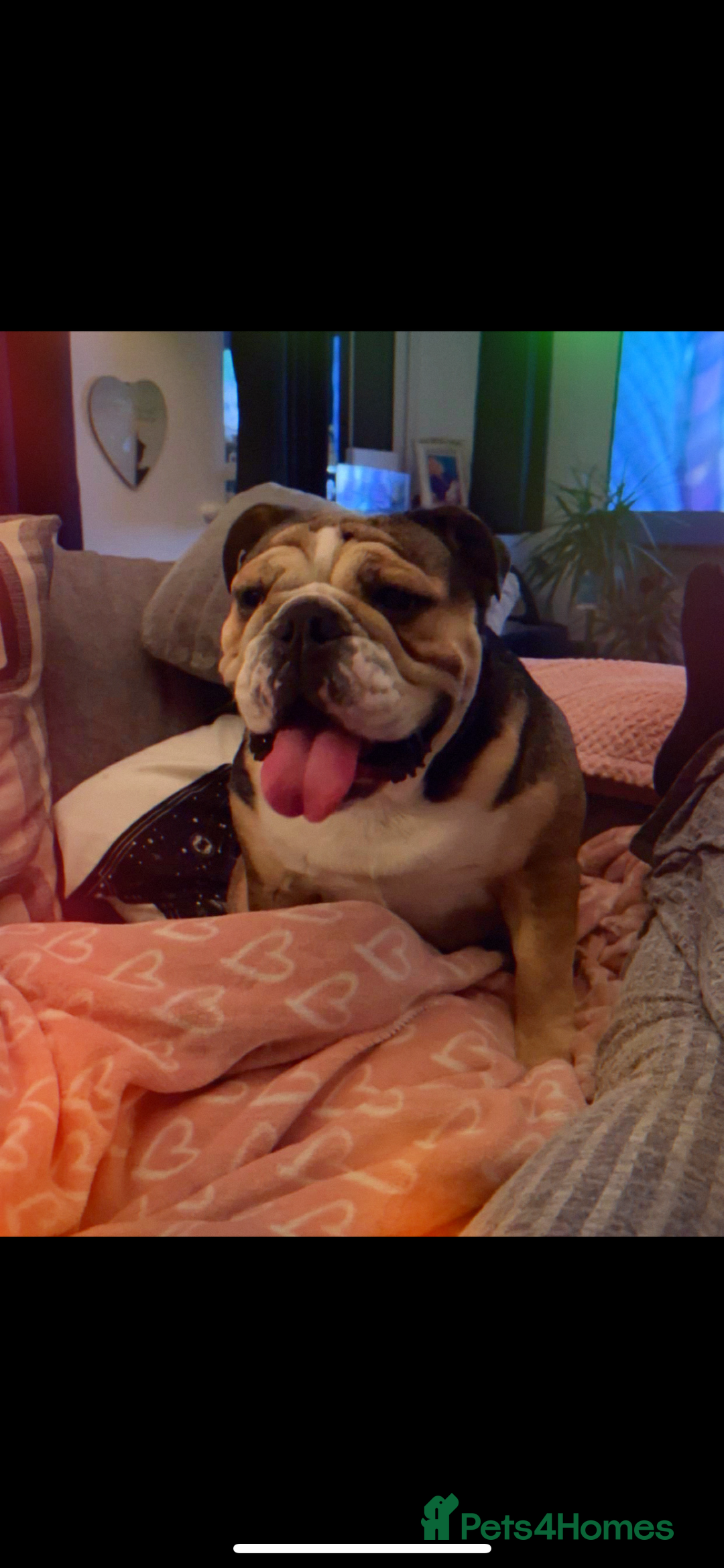 English Bulldog dogs for sale: English Bulldog KC registered Female for rehome - Image 3
