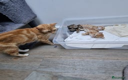 Mixed Breed cats for sale: 2 Ginger Boys, 1 Tabby Girl. Donate to charity - Image 12