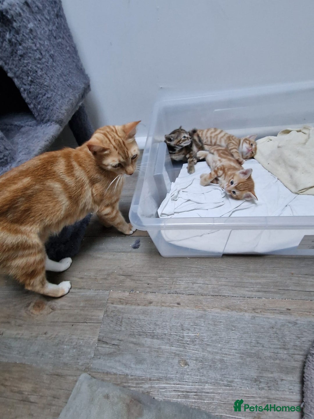 Mixed Breed cats for sale: 2 Ginger Boys, 1 Tabby Girl. Donate to charity - Image 12
