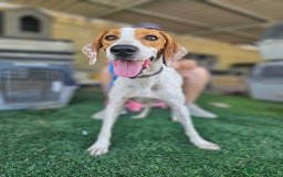 Mixed Breed dogs for adoption: FABIAN - 15 mth old, Male, Pointer type - Image 2