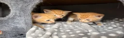 Domestic Shorthair cats for sale: Kittens for sale (including ginger females!) - Advert 18