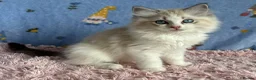 Ragdoll cats for sale: Beautiful TICA Registered Ragdoll Kittens - Advert 23