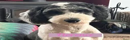 Sheepadoodle dogs for sale: F2 Sheepadoodle Standard  - Advert 5