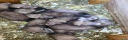 Ferret rodents for sale: Ferret kits ready to leave now - Advert 8