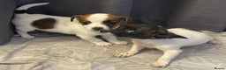 Jack Russell dogs for sale: Miniature jack Russell puppies  - Advert 4