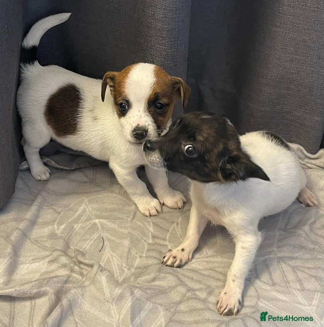 Jack Russell dogs for sale: Miniature jack Russell puppies  - Advert 4
