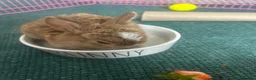 Mini Lop rabbits for sale: Stunning pure mini lop &  mini rex X mini lops   - Advert 27