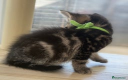 Norwegian Forest Cat cats for sale: Last two beautiful boys  - Image 5
