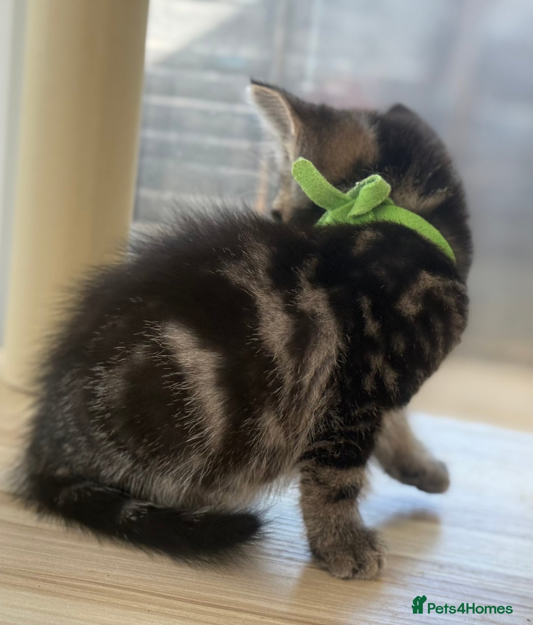 Norwegian Forest Cat cats for sale: Last two beautiful boys  - Image 5