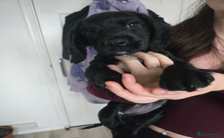 Sprocker dogs 1 F1 sprocker Puppy left. - Advert 10