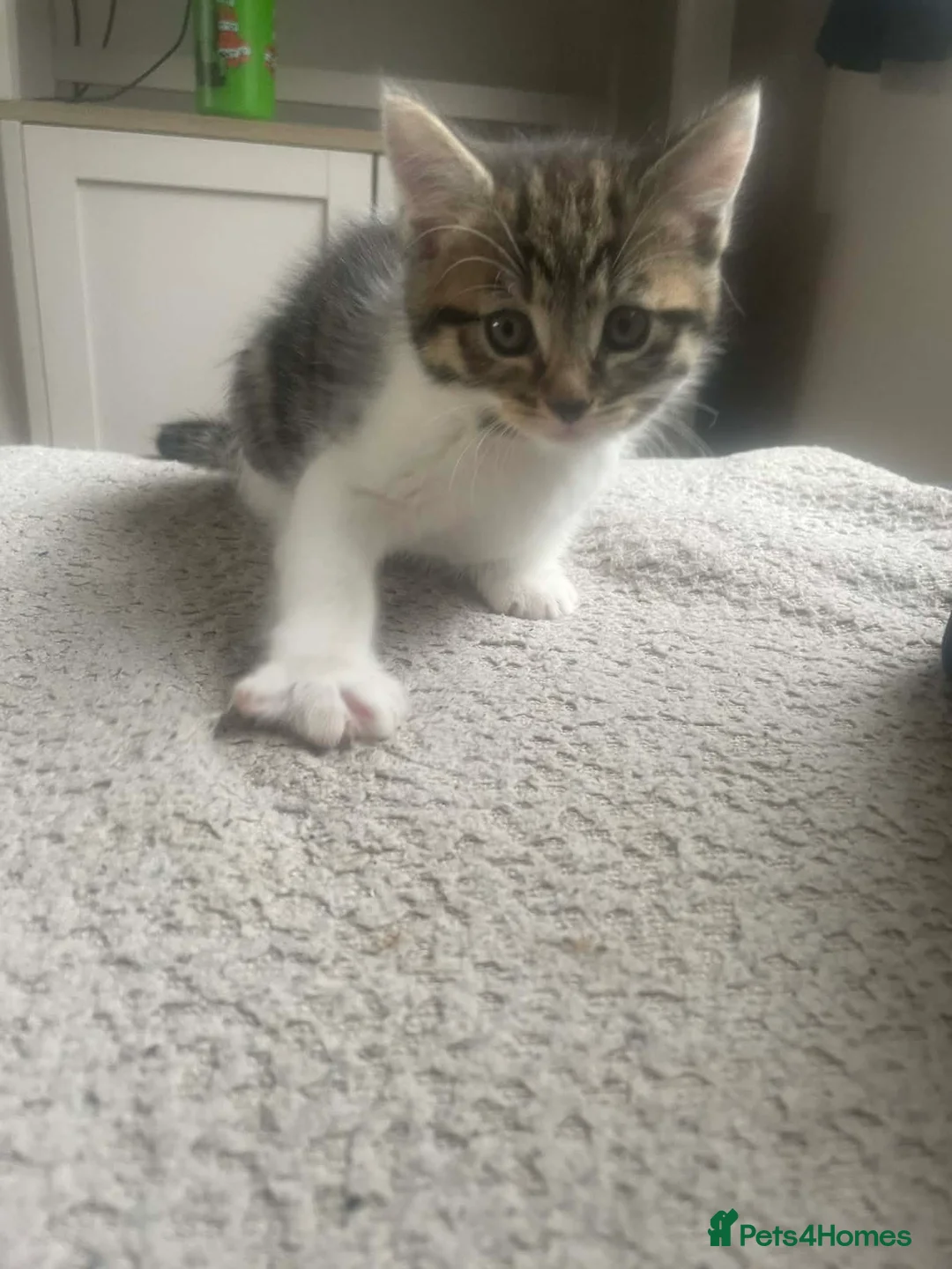 Mixed Breed cats for sale: Kittens for sale in Stoke-on-Trent - Advert 2