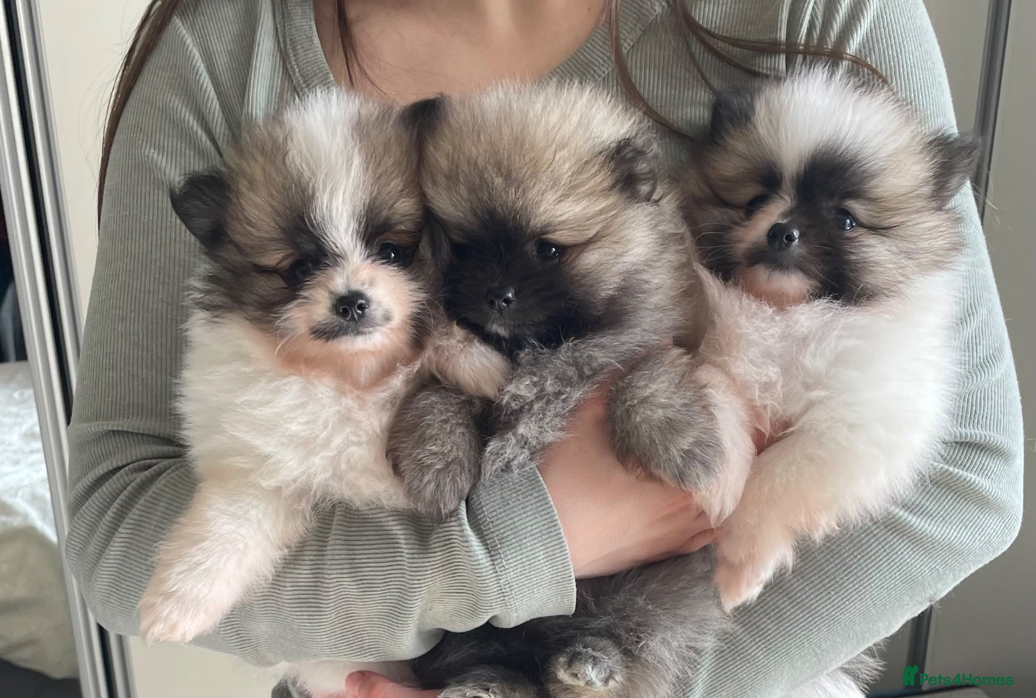 Pomeranian dogs KC reg Beautiful Teddy bear Pomeranian girls - Advert 5