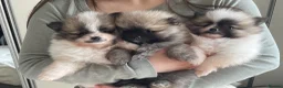 Pomeranian dogs for sale: KC reg Beautiful Teddy bear Pomeranian girls - Advert 1