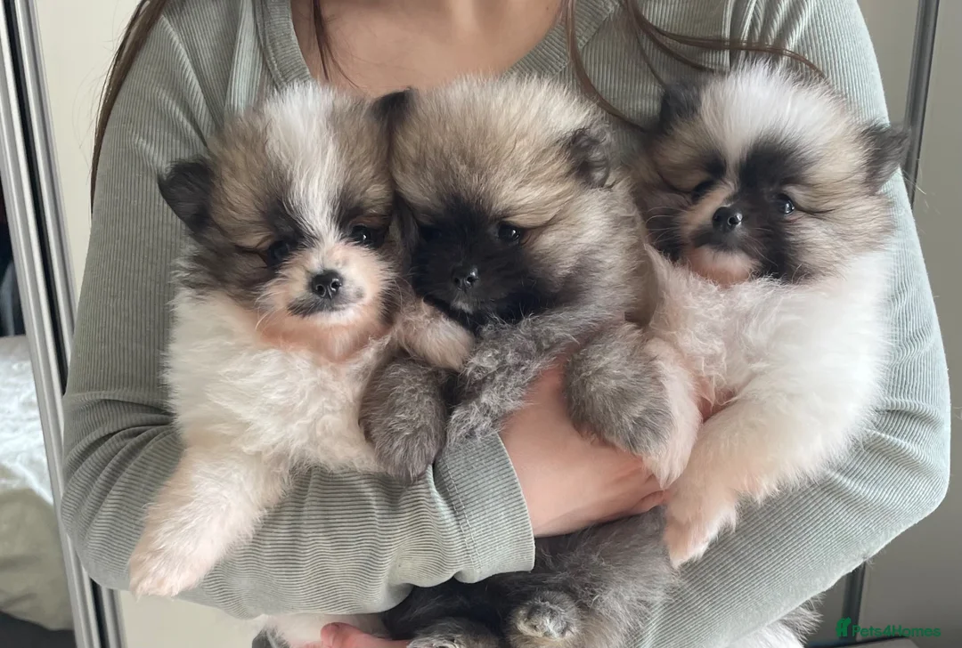 Pomeranian dogs for sale: KC reg Beautiful Teddy bear Pomeranian girls - Advert 1