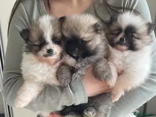 Pomeranian dogs KC reg Beautiful Teddy bear Pomeranian girls - Advert 7