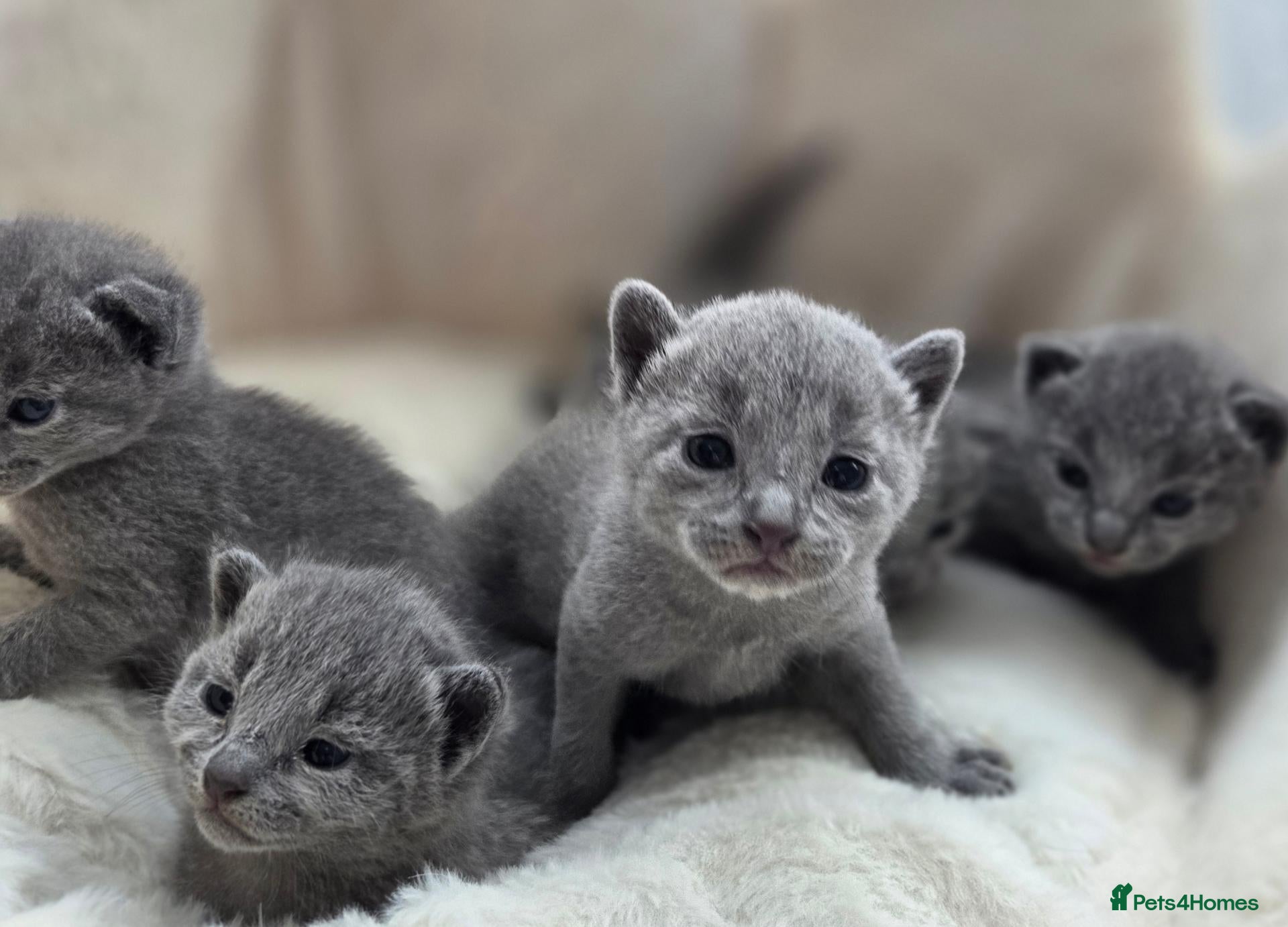 Russian Blue cats Purebred Russian Blue Kittens - Advert 1