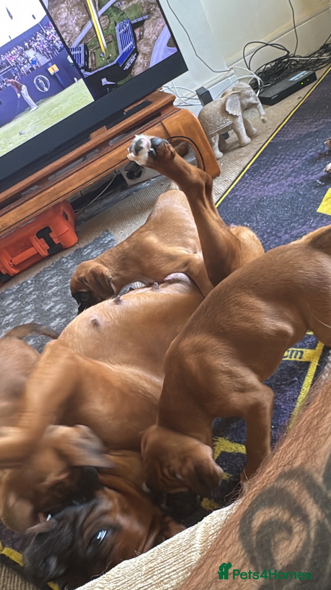 Boxer dogs charthaihen boxers - Advert 21