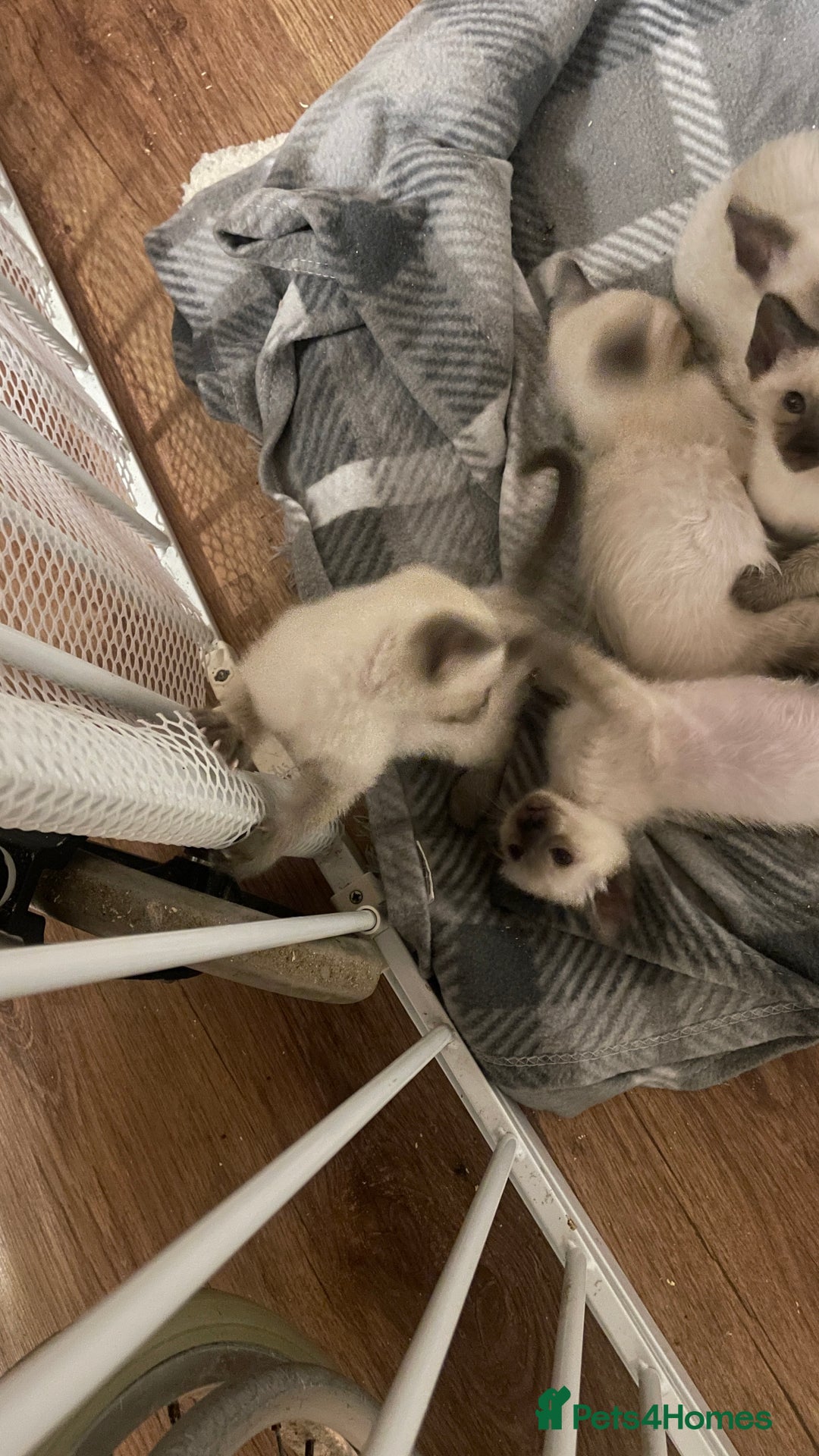 Siamese cats for sale: Beautiful Siamese Kittens 1 girl & 2 boys - Image 3
