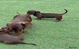 Miniature Dachshund dogs for sale: Miniature dachshunds - Image 13