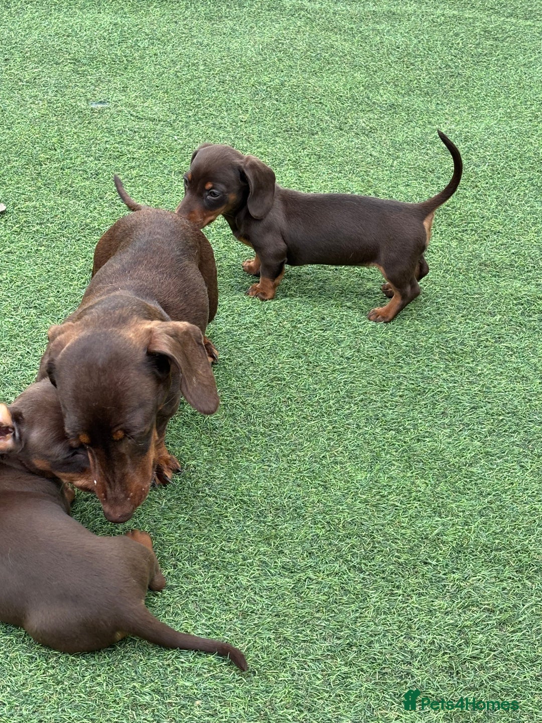 Miniature Dachshund dogs for sale: Miniature dachshunds - Image 13