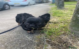 French Bulldog dogs for sale: Fluffy Male Frenchy Black and Tan 🐾🐾 - Image 7
