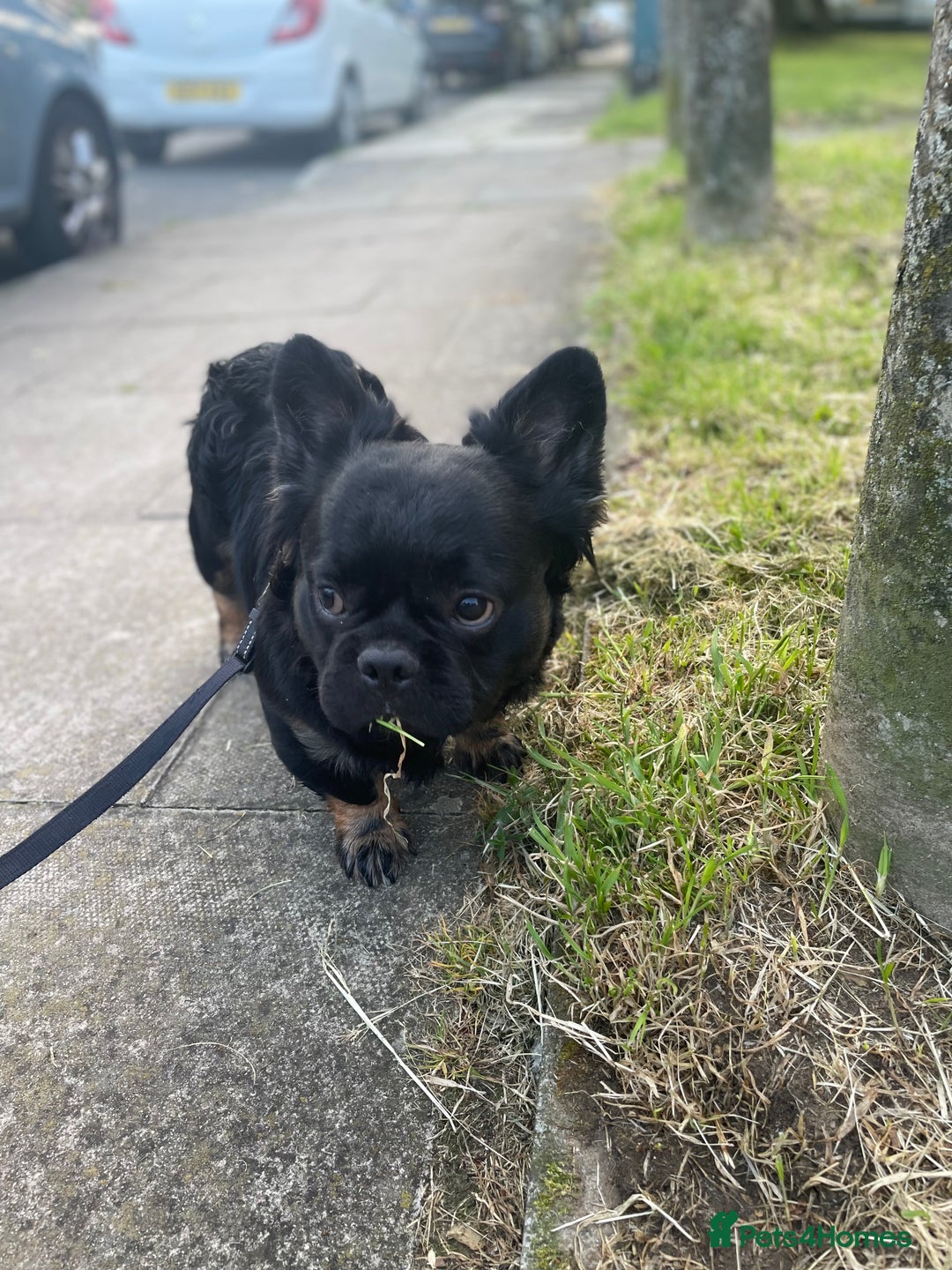 French Bulldog dogs for sale: Fluffy Male Frenchy Black and Tan 🐾🐾 - Image 7