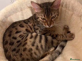 Bengal cats Beautiful 12-Month Female Bengal Cat for Sale - Advert 2