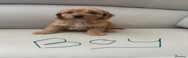Cavapoo 1