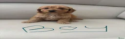 Cavapoo dogs for sale: Cavapoo puppies - Advert 4