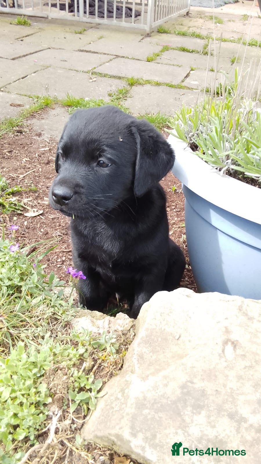 Mixed Breed dogs Rottweiler /Labrador puppies - Advert 2