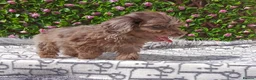 Cockapoo dogs for sale: FULLY VAX F1 COCKERPOOS H TESTED PARENTS  - Advert 14