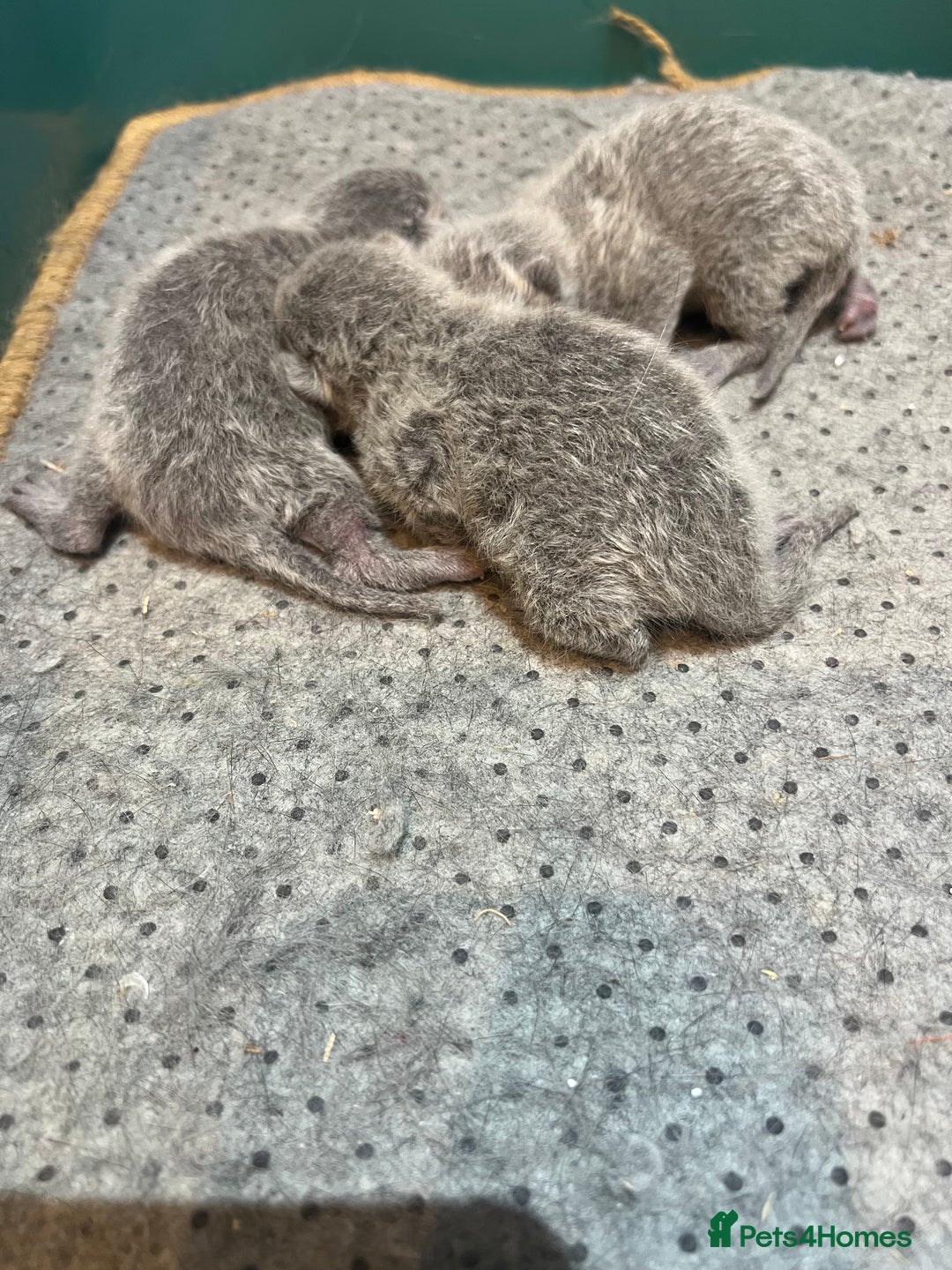 Russian Blue cats for sale: Adorable pure silver Russian blue kittens for sale - Image 2