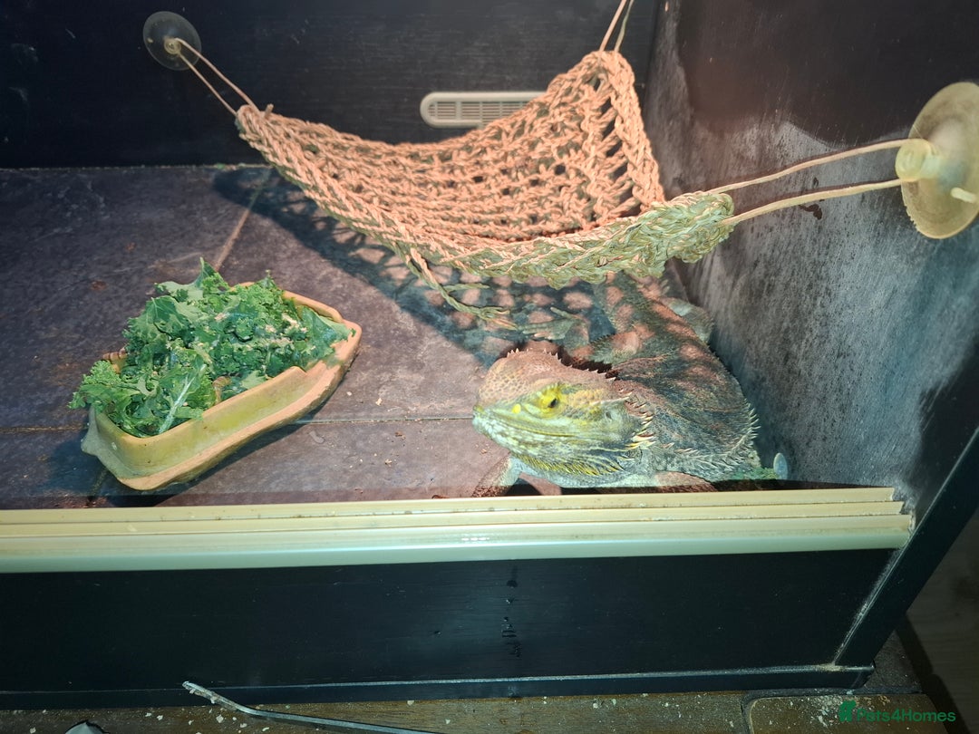Bearded Dragon reptiles for sale: Bearded Dragon for sale £350 - Advert 1