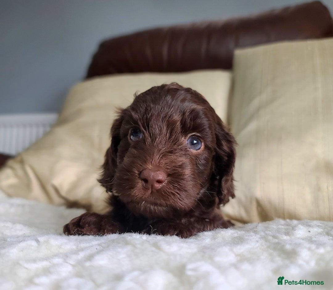 Cockapoo dogs for sale: F1 Cockapoo Puppies. Thick Coats. DNA tested - Image 25