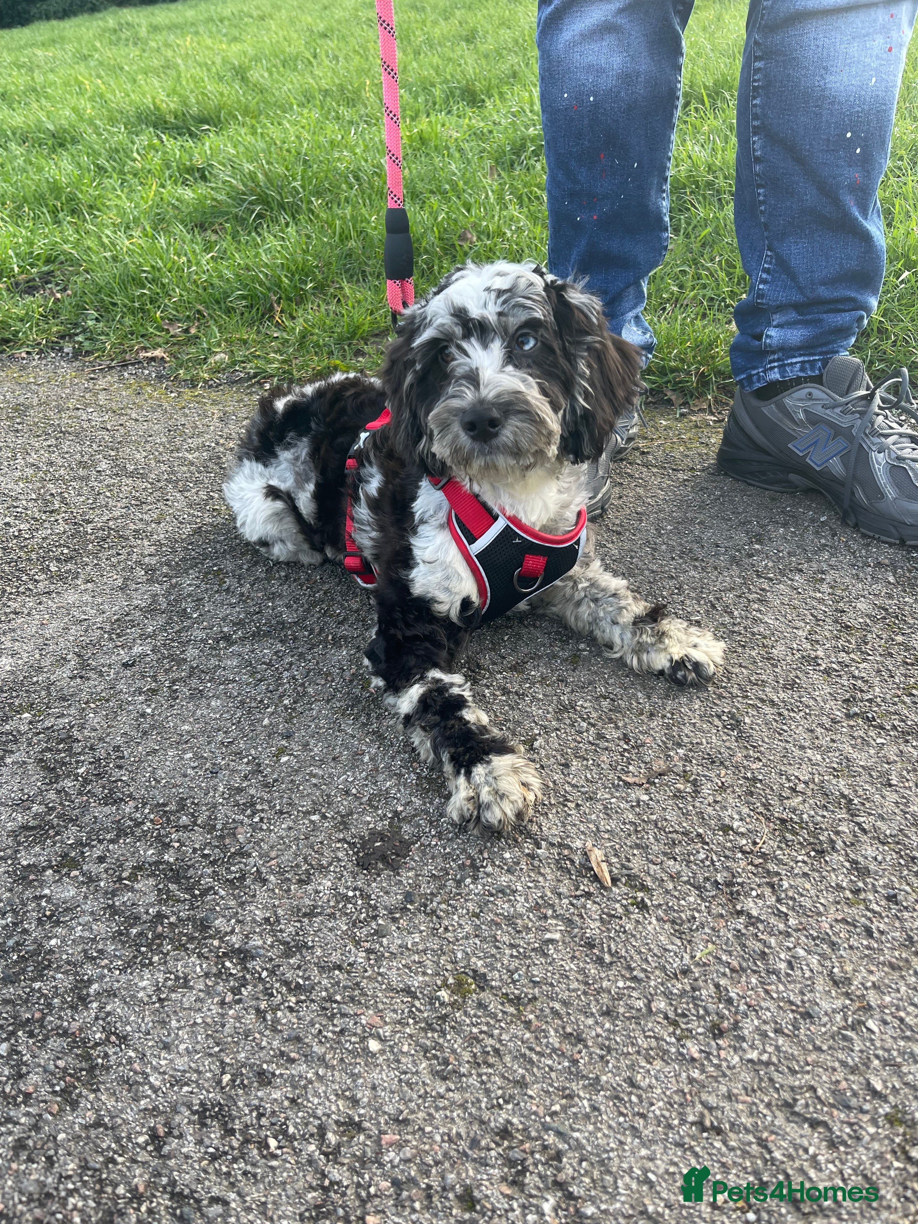 Cockapoo dogs Female cockapoo puppy  - Advert 14