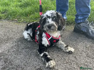 Cockapoo dogs Female cockapoo puppy - Advert 14