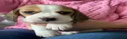 Beagle dogs for sale: KC Reg Pure Pedigree champ Beagle  - Advert 22
