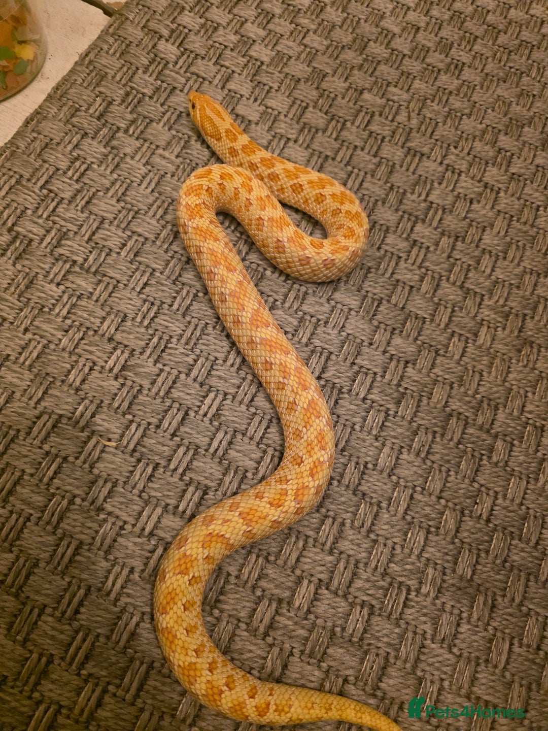 Snake reptiles for sale: CB21 Female Albino Hognose  - Advert 1