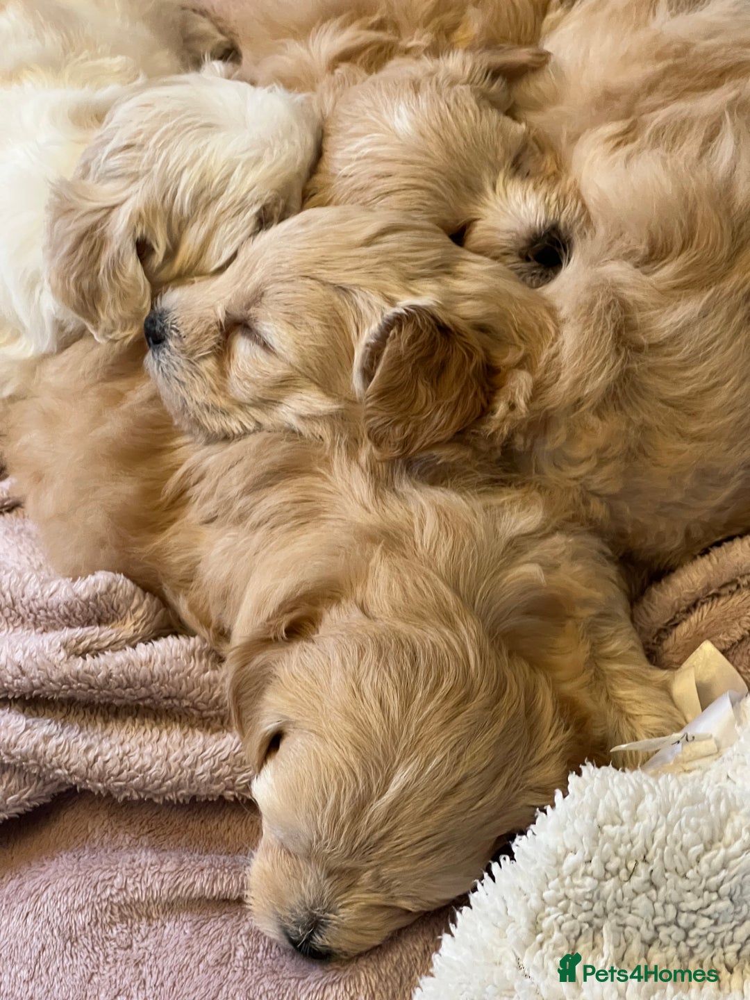 Maltipoo dogs for sale: Maltipoo puppies  - Advert 20