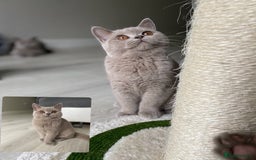 British Shorthair cats for sale: 👑 LILAC BSH reg GCCF LAST GIRL 👑 - Image 1
