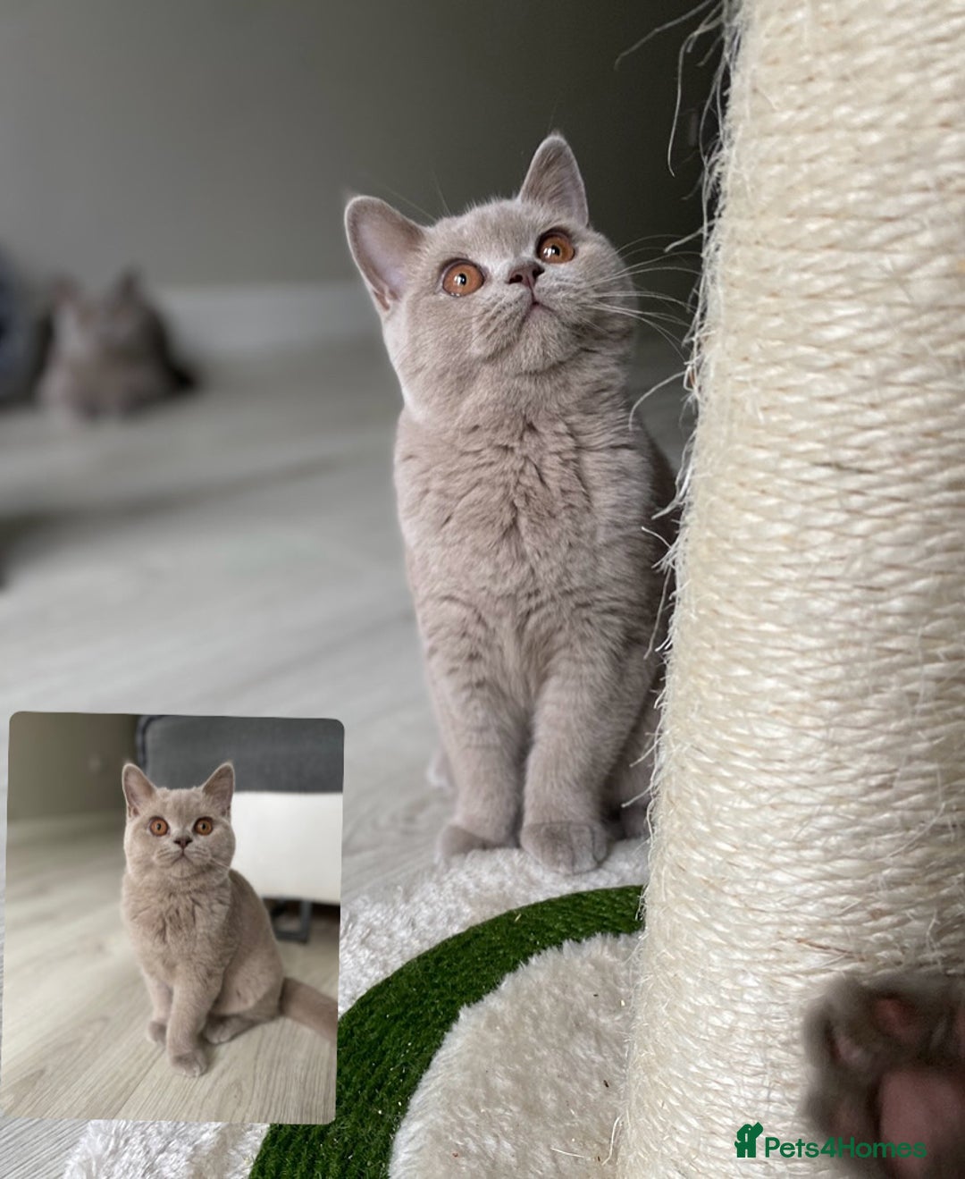 British Shorthair cats for sale: 👑 LILAC BSH reg GCCF LAST GIRL 👑 - Image 1