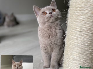 British Shorthair cats - Advert 10
