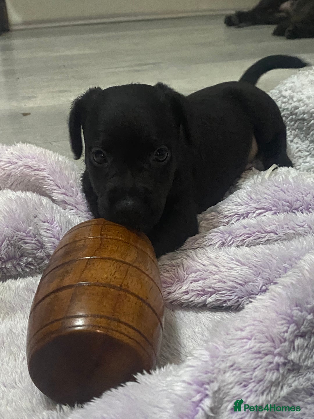 Patterdale Terrier dogs for sale: **READY NOW!!!Beautiful Patterdale Pups** - Advert 11